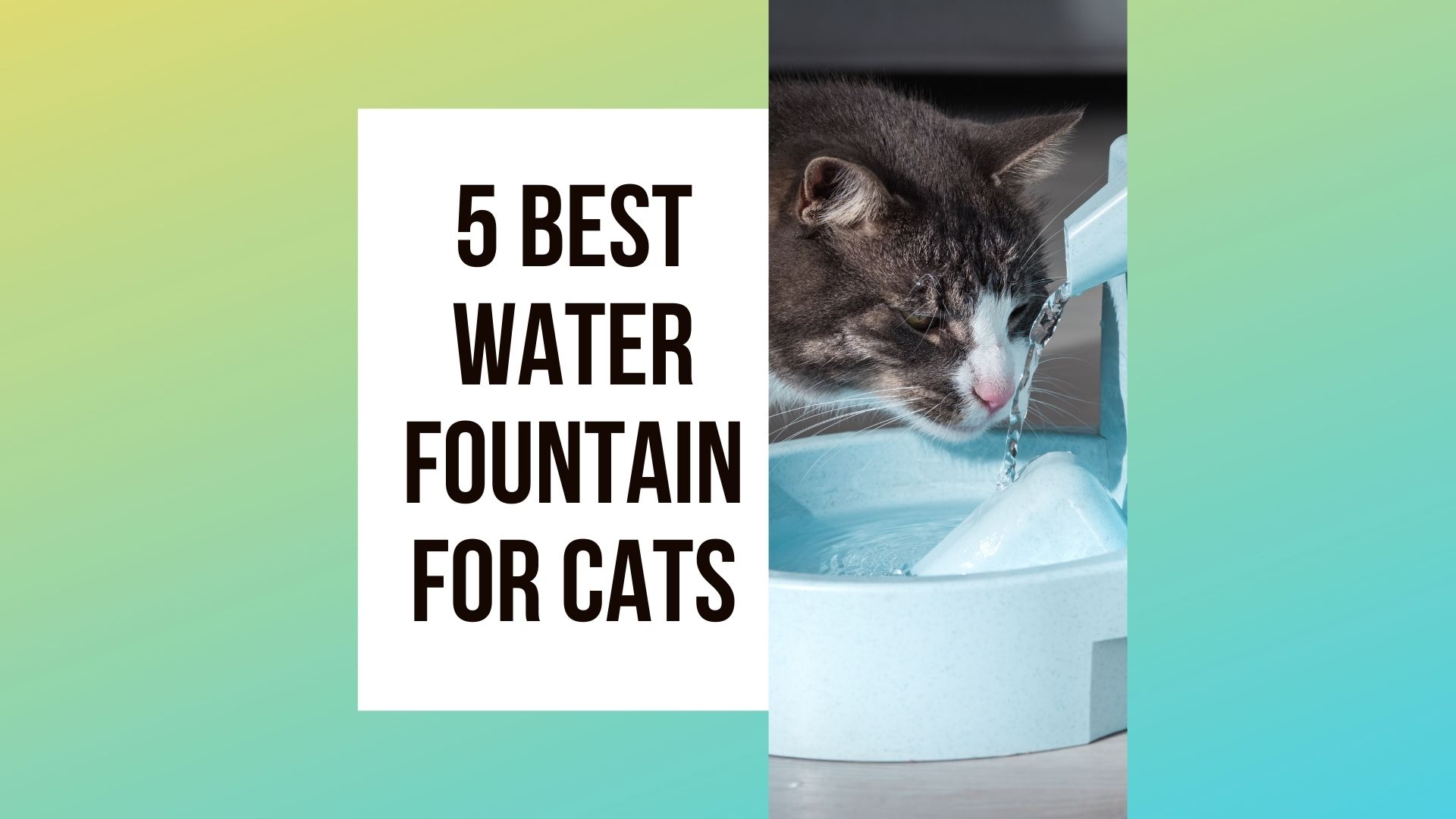 Best Water Fountain For Cats