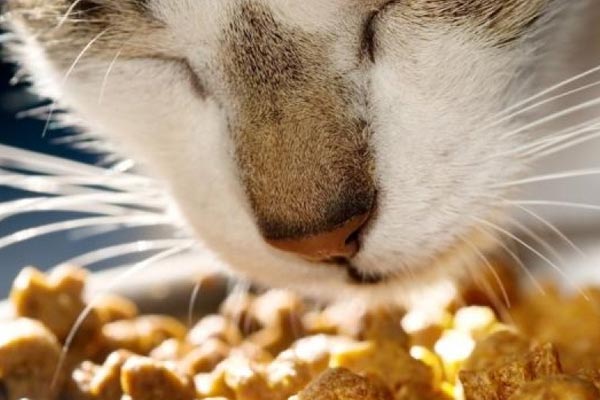 Best Wet Cat Food For Weight Loss