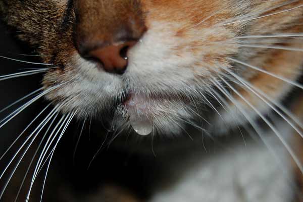 Why Is My Cat Drooling In The Car And Should I Be Worried?