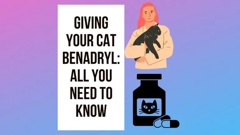 Giving Your Cat Benadryl: Everything You Need To Know