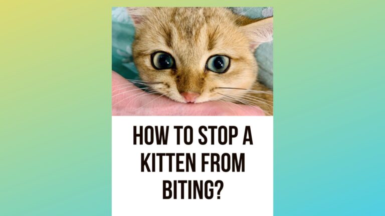 How To Stop A Kitten From Biting? Understand Why