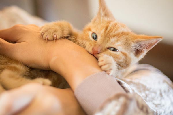 How to Stop Kittens from Biting