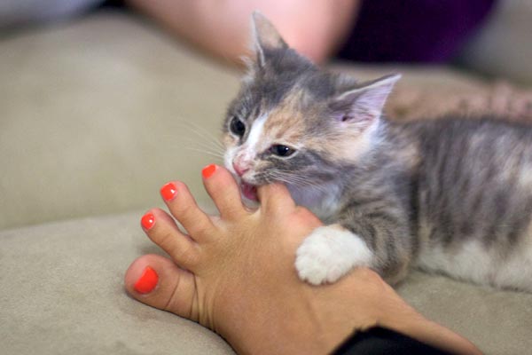 How to Stop Kittens from Biting