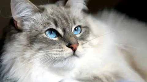 Top 7 Hypoallergenic Cat Breeds for Pet Allergies