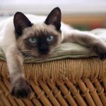 Most Common Health Problems In Cats