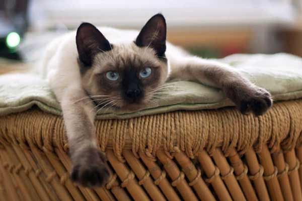 Most Common Health Problems In Cats