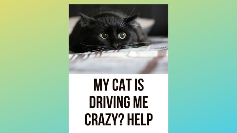 Help! My Cat is Driving Me Crazy!
