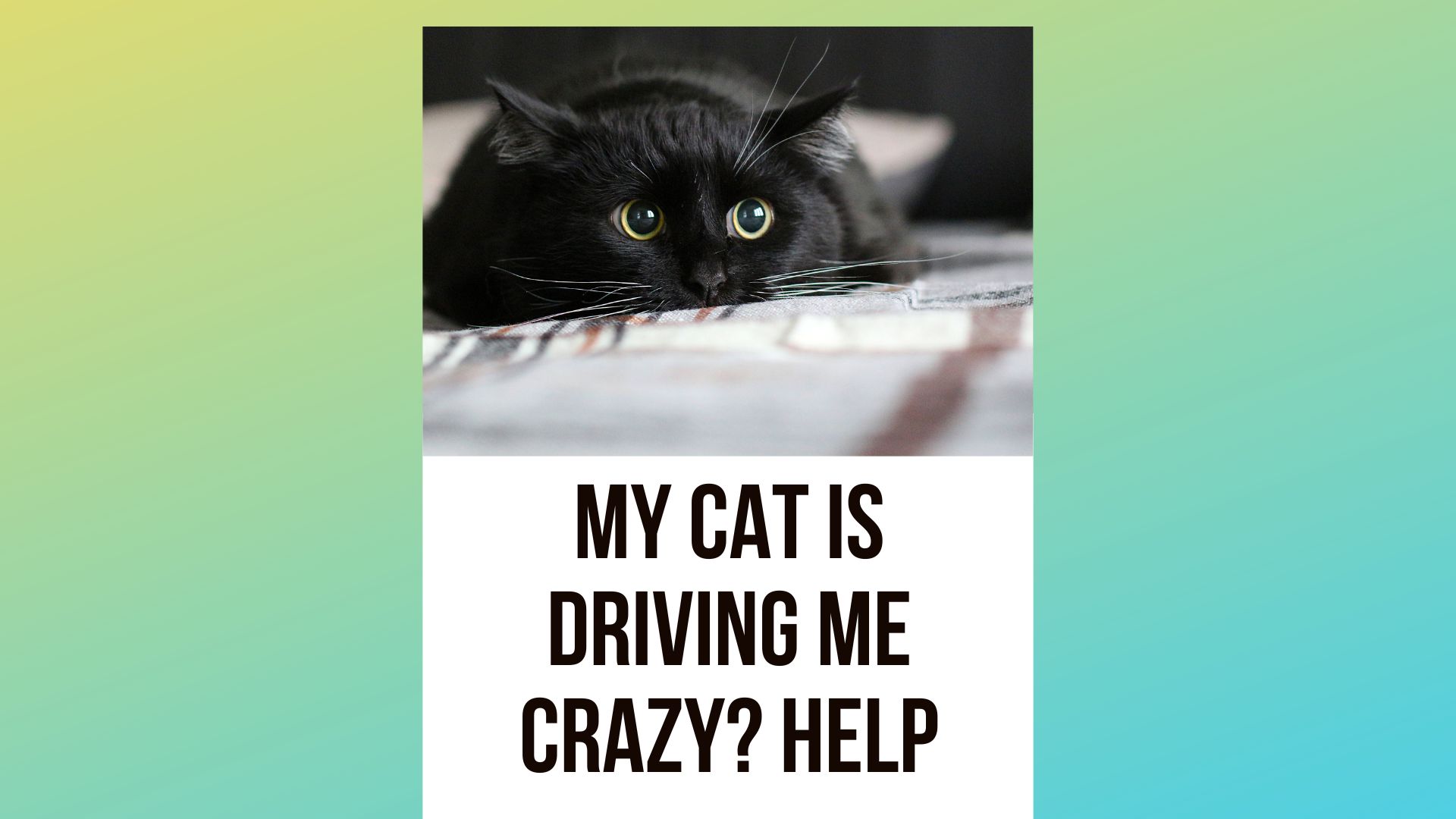 My Cat is Driving Me Crazy