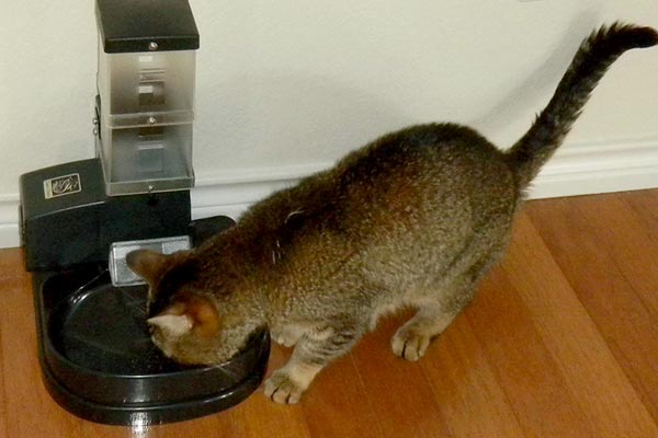 Super Feeder Automatic Cat Feeder