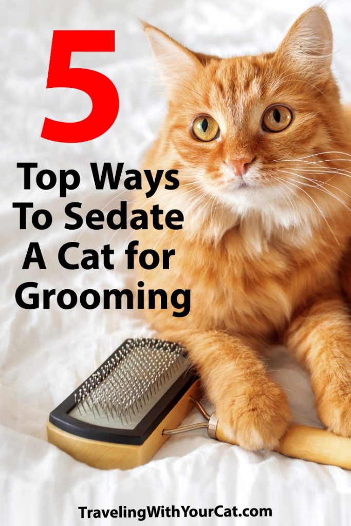Top 5 Ways to Sedate a Cat for Grooming Traveling With Your Cat