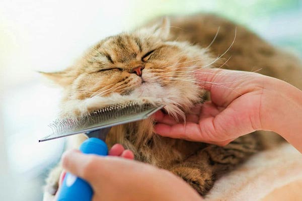 Top 5 Ways to Sedate a Cat for Grooming