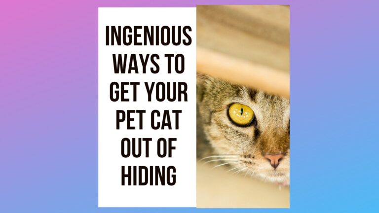 7 Ingenious Ways to Get Your Pet Cat Out of Hiding