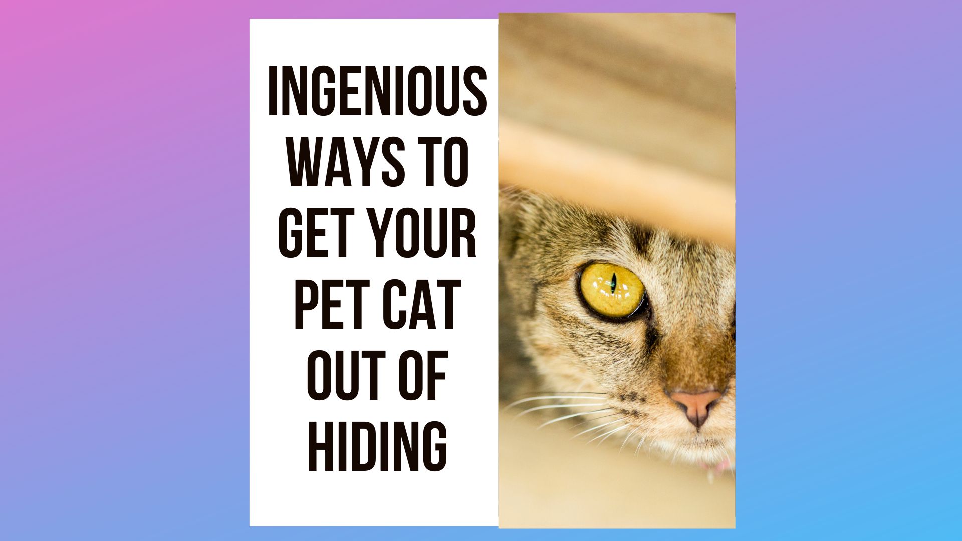 Ingenious Ways to Get Your Pet Cat Out of Hiding
