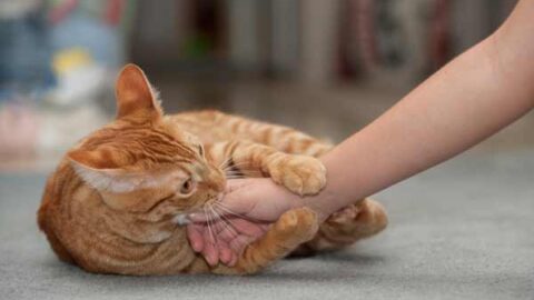 Cat Kneading Facts You Need to Know