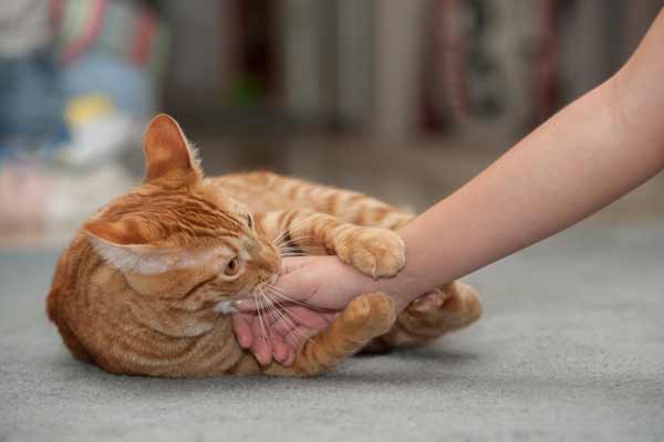 Cat Kneading Facts You Need to Know | Traveling With Your Cat