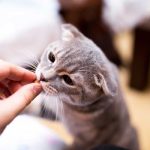 benadryl dosage for cats