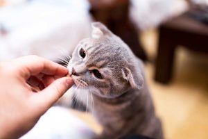 Giving Your Cat Benadryl: Everything You Need To Know