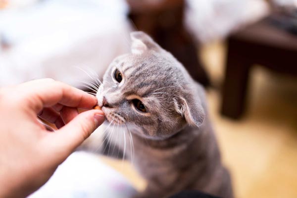 benadryl dosage for cats