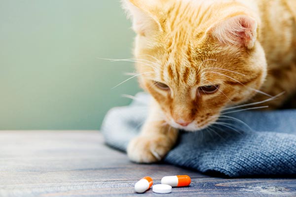 best probiotics for cats