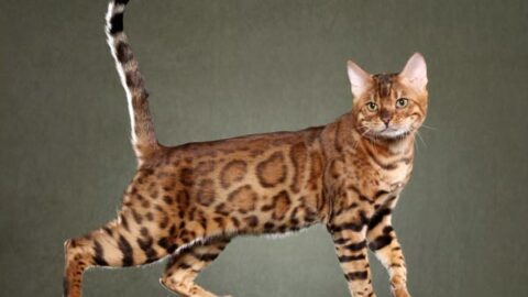 10 Top Cat Breeds That Don’t Shed [Does Not Mean Hypoallergenic]