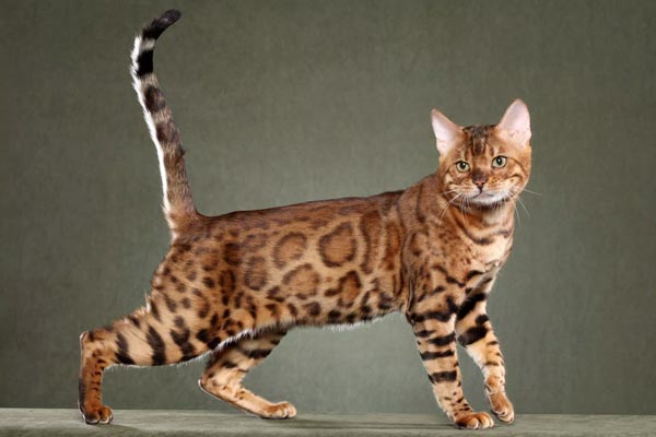 10 Top Cat Breeds That Don’t Shed [Does Not Mean Hypoallergenic]