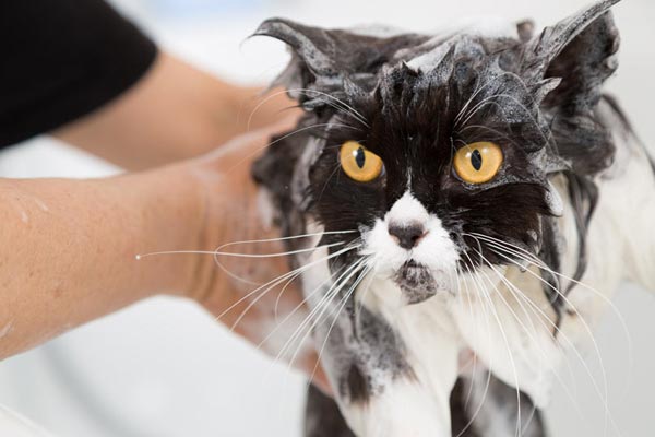 How To Bathe a Cat That Hates Water