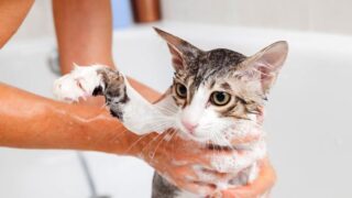 how to bathe a cat with fleas