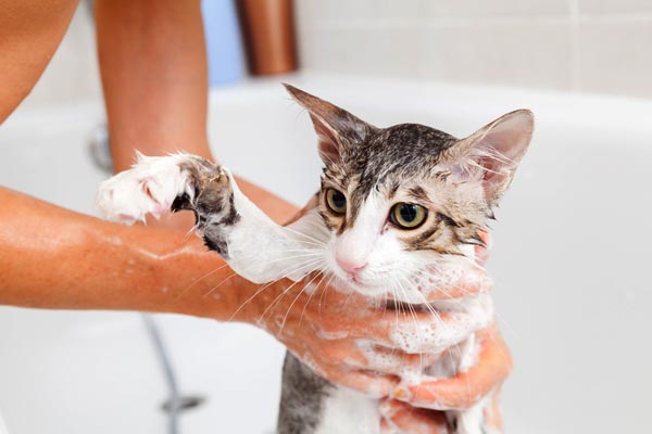 how to bathe a cat with fleas