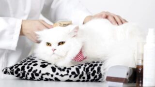 how to sedate a cat for grooming