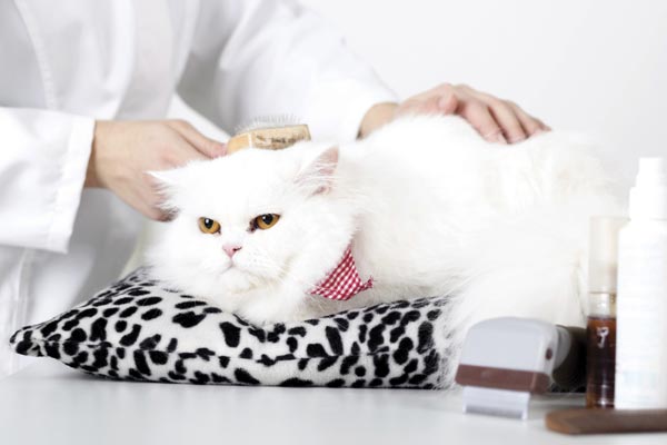 how to sedate a cat for grooming