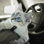 how to travel with a car sick cat