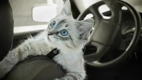 How To Deal With A Car Sick Cat When Traveling