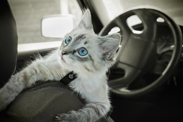 how to travel with a car sick cat