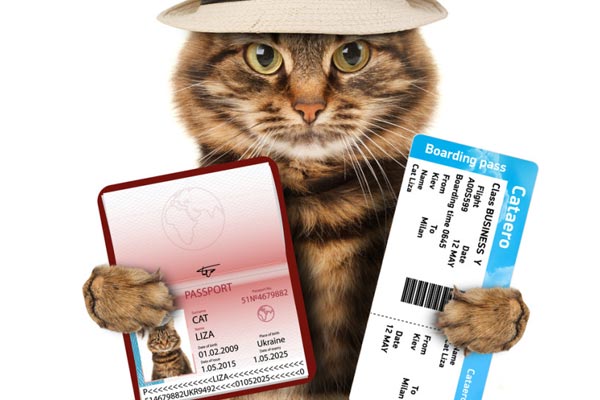 how to travel with a cat internationally