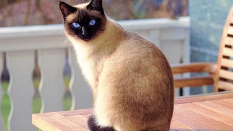 How Much are Siamese Cats Worth?