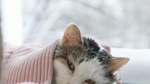 Is Your Cat Sick? How to Spot and Treat Cat Illnesses at Home