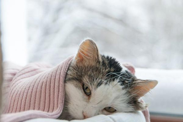 signs your cat is sick