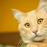 strange facts about cats