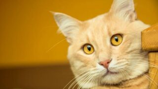 strange facts about cats