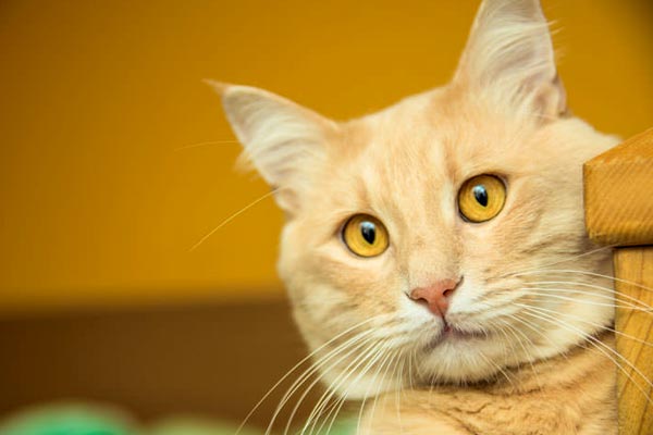 strange facts about cats