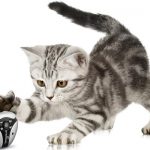 5 Best Cat Collar Cameras