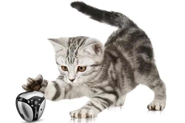 5 Best Cat Collar Cameras