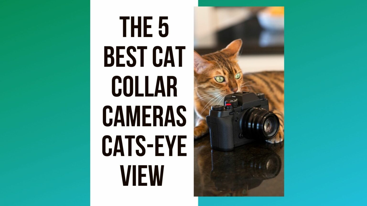 best collar camera for cats