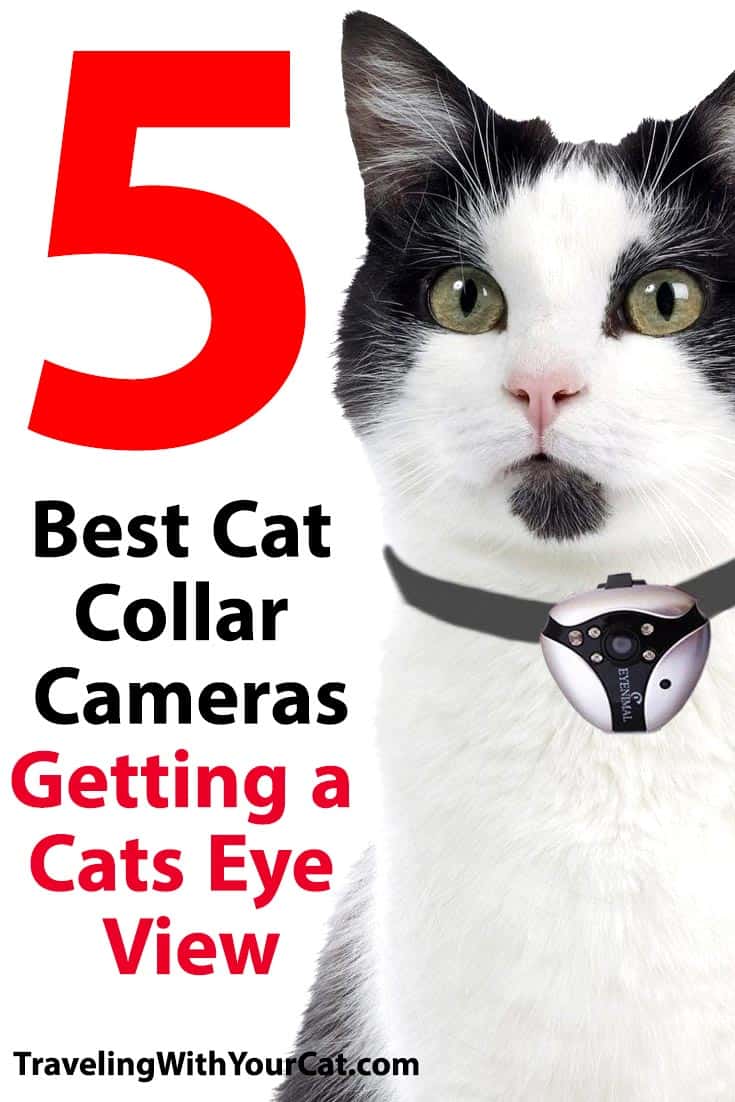 5 Best Cat Collar Cameras Getting a CatsEye View Traveling With