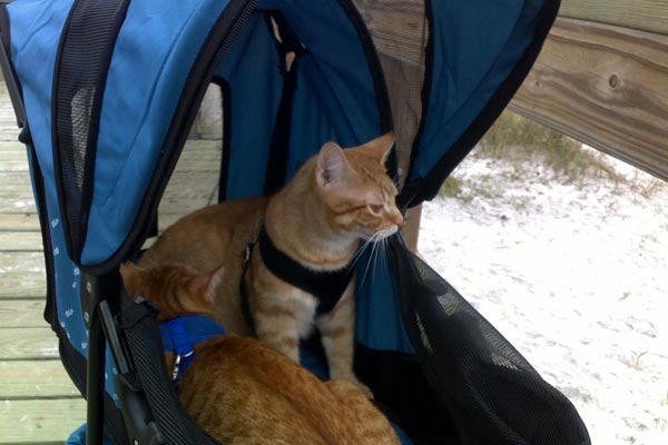 cat stroller for two cats