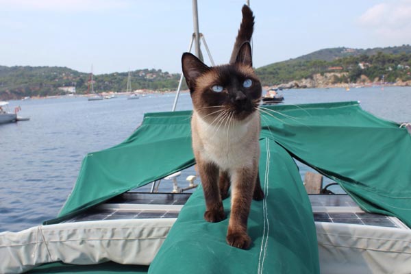 How to Boat with Your Cat Pal