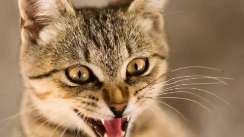 Cat Trilling: The Prettiest Cat Sound Ever
