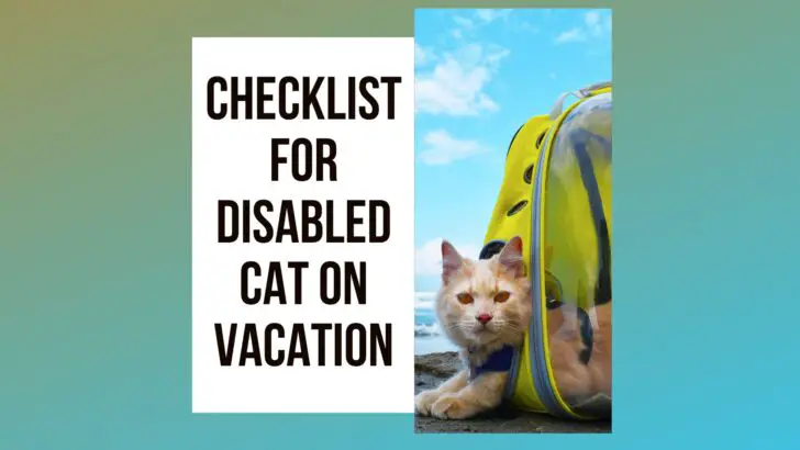 Can I Take My Disabled Cat With Me On Vacation?