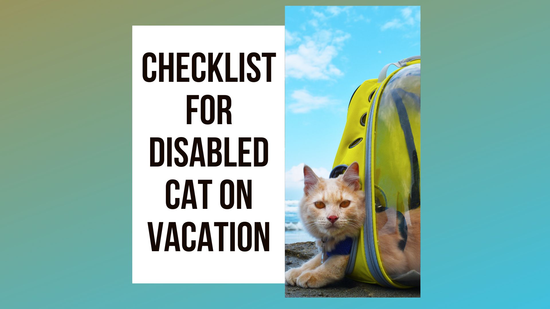 Traveling with disabled Cat: Can You?