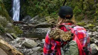 Hiking With Cats